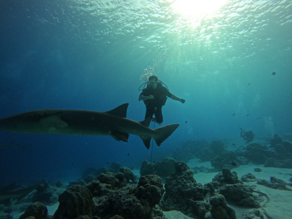 Discovering Maldives- Vaavu&nbsp;Atoll🦈🦈🦈